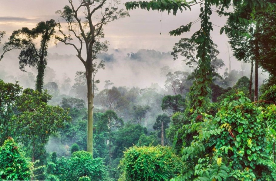 Экваториальные леса о. Калимантан