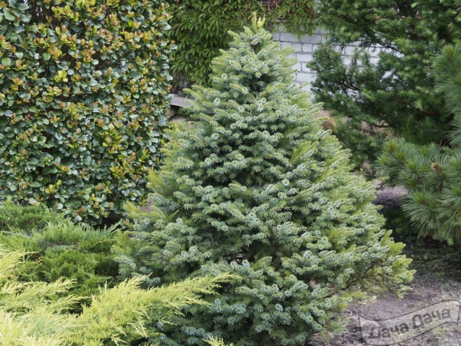 Ель Сербская Оморика