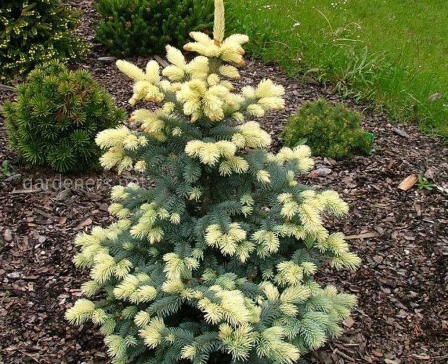 Ель колючая "Bialobok" (Белобок)