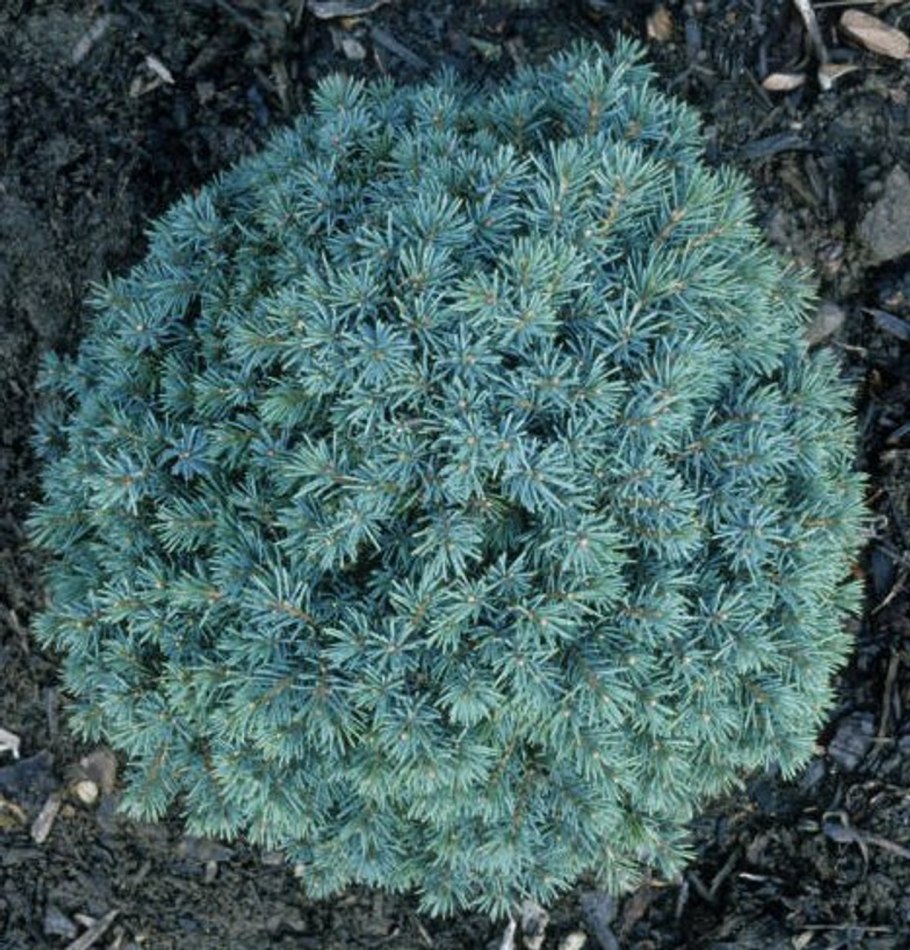 Ель ситхинская Нана