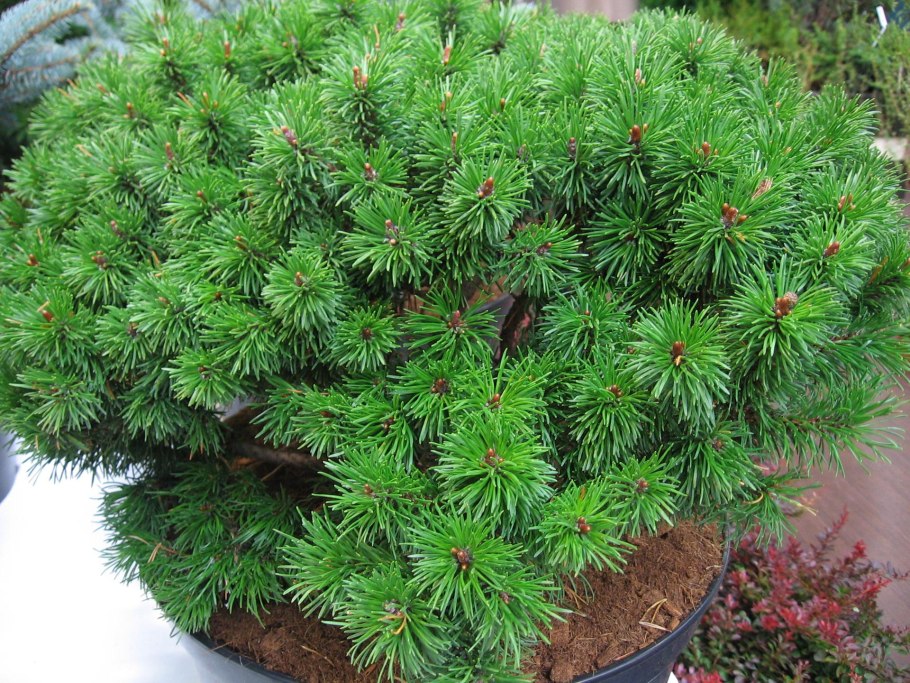 Сосна Горная гнездо