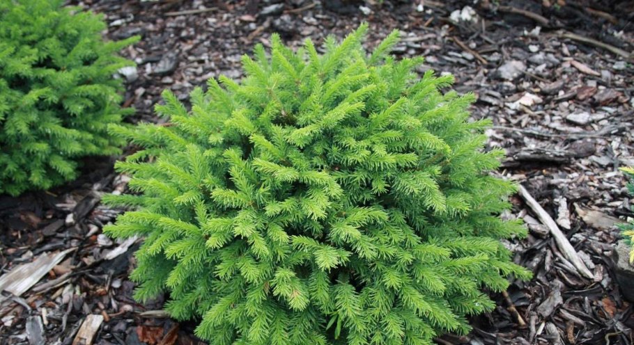 Ель обыкновенная Picea Abies pumila