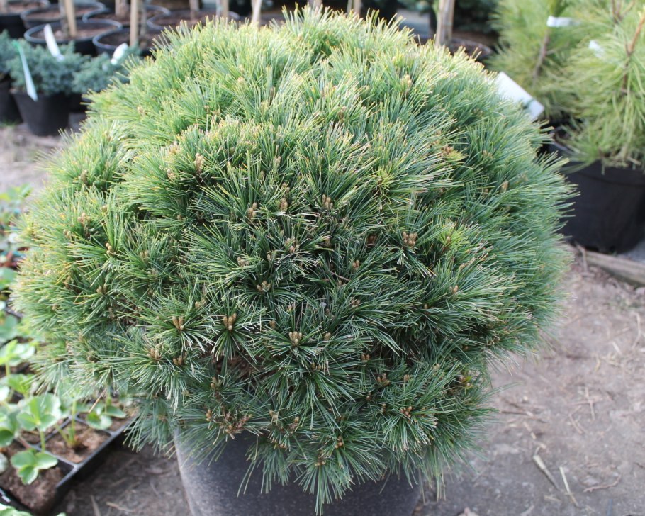 Сосна Pinus nigra Nana