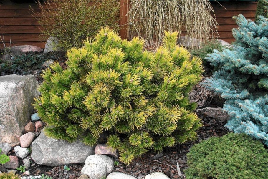 Сосна Горная Голден Глоу