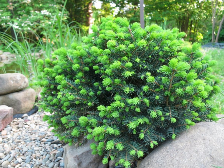 Ель Сербская Карел