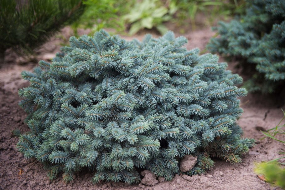 Ель колючая Picea pungens
