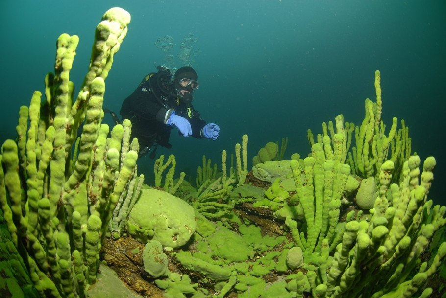 Озеро Байкал Пресноводные губки