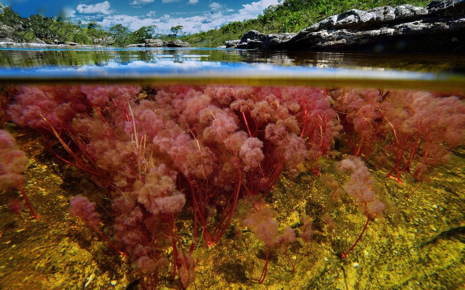 Разноцветная река Каньо-Кристалес (Колумбия)