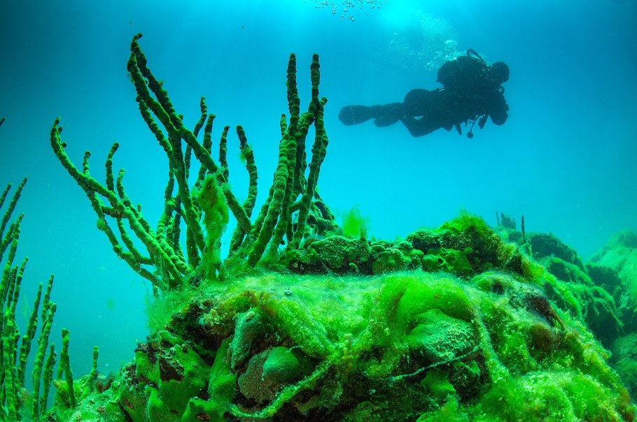 Lubomirskia Baicalensis