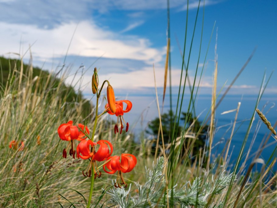 Редкие растения Байкала