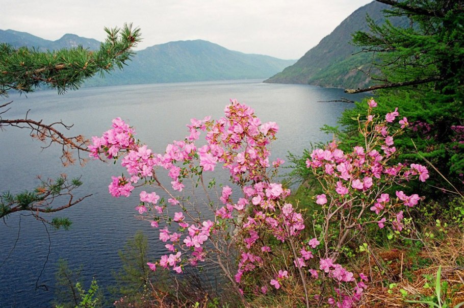 Маральник Алтай Телецкое озеро