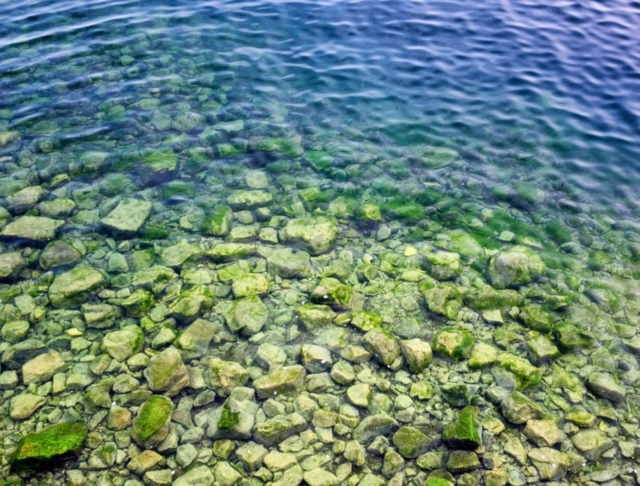 Спирогира на Байкале