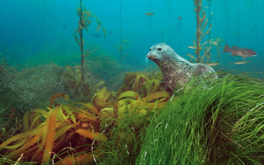 Северный Ледовитый океан Флора и фауна