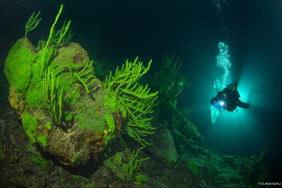 Lubomirskia Baicalensis