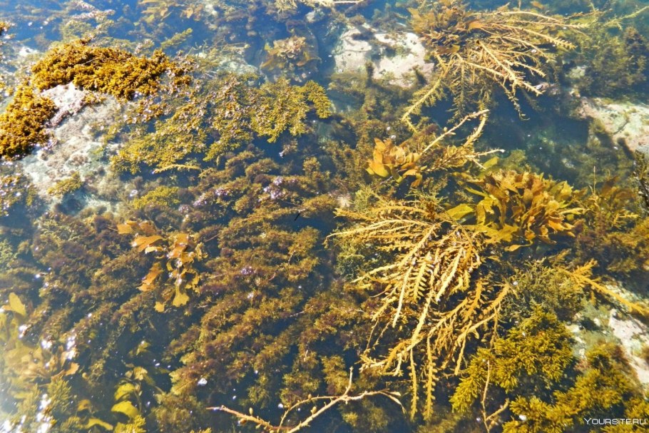Флора озера Байкал водоросли