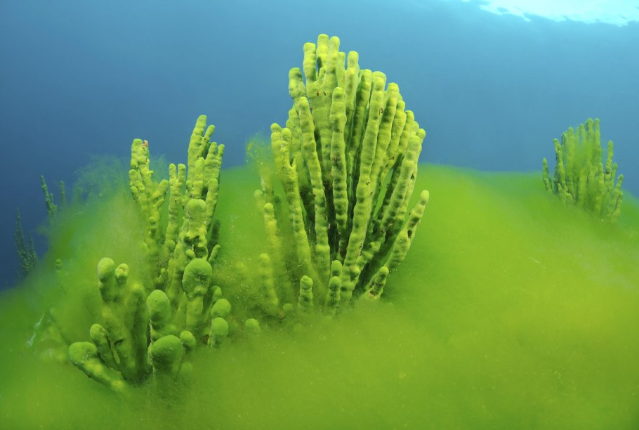 Водоросли Melosira Baicalensis в оз.Байкал