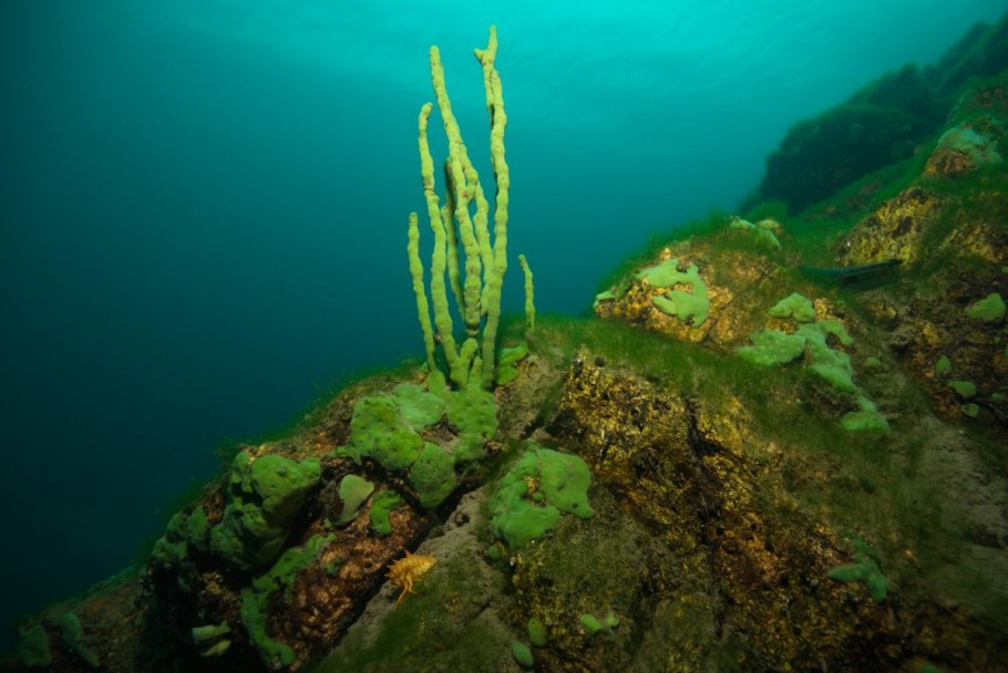 Lubomirskia Baicalensis