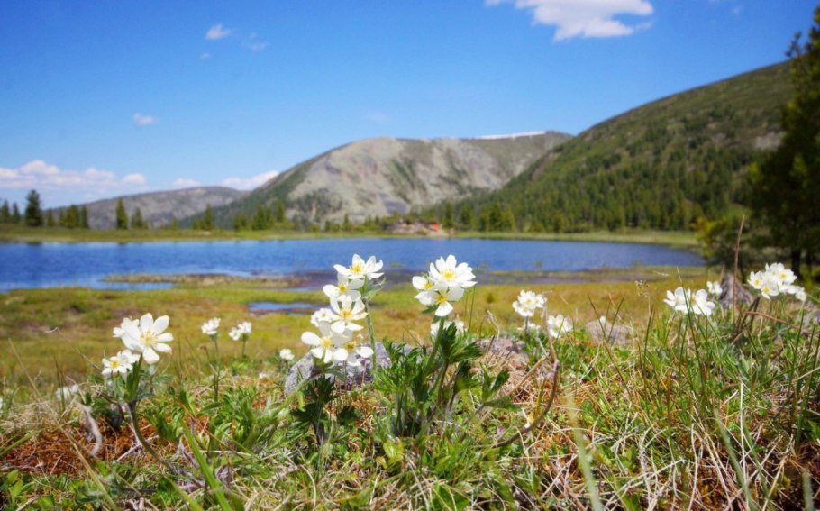 Флора озера Байкал