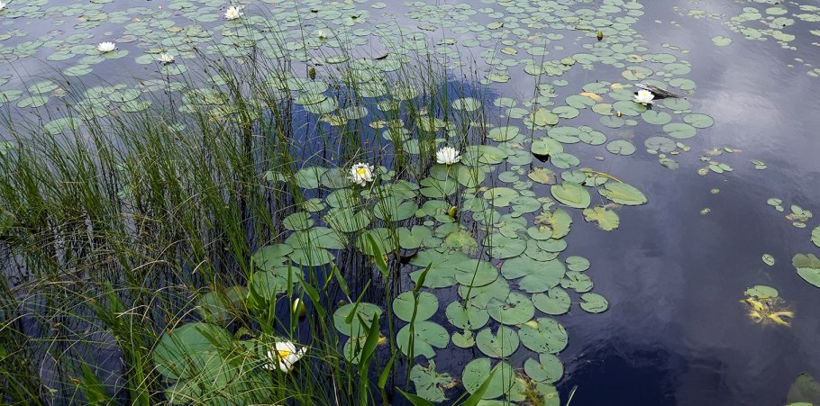 Wetland Plants of the Adirondacks