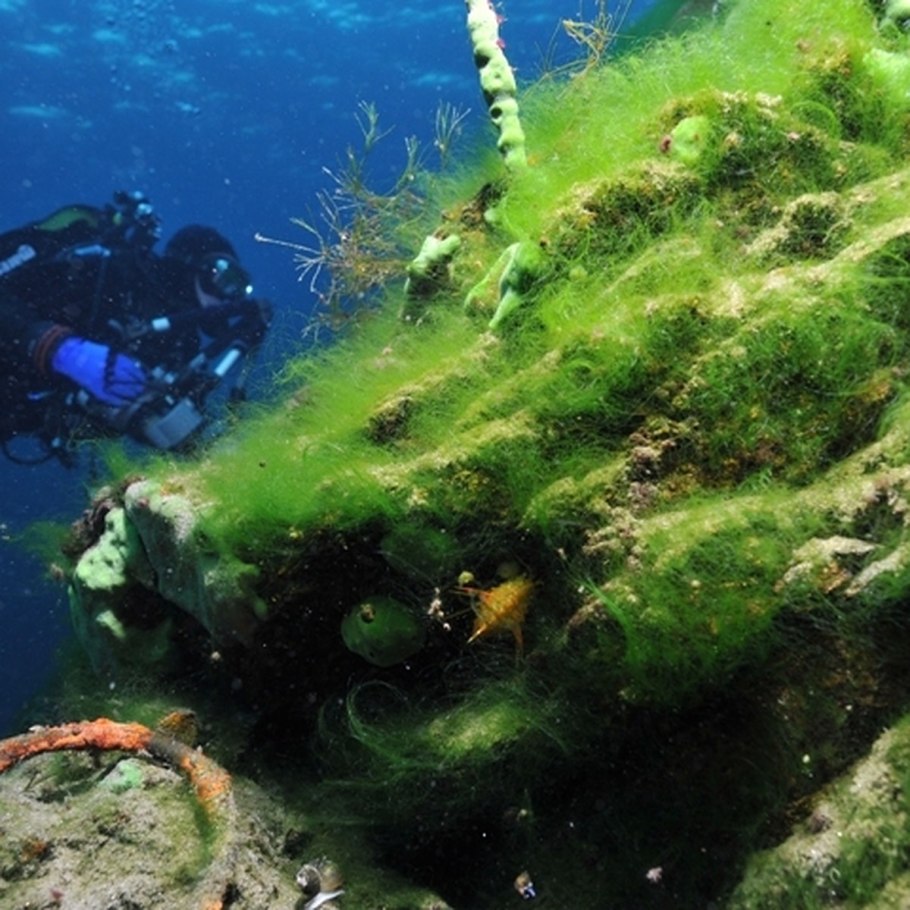 Байкал загрязненный (спирогира