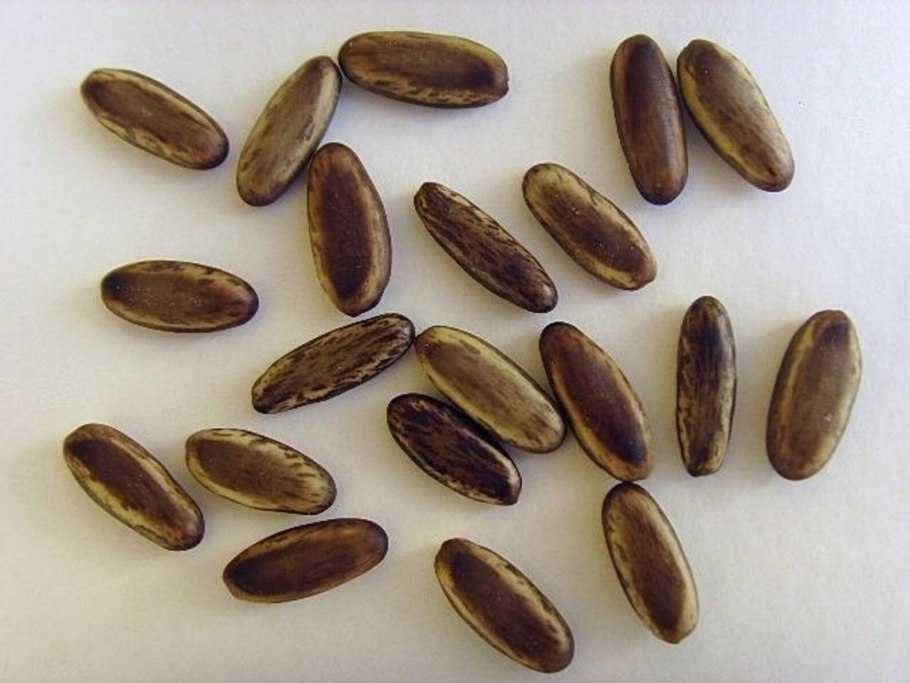 Делоникс семена