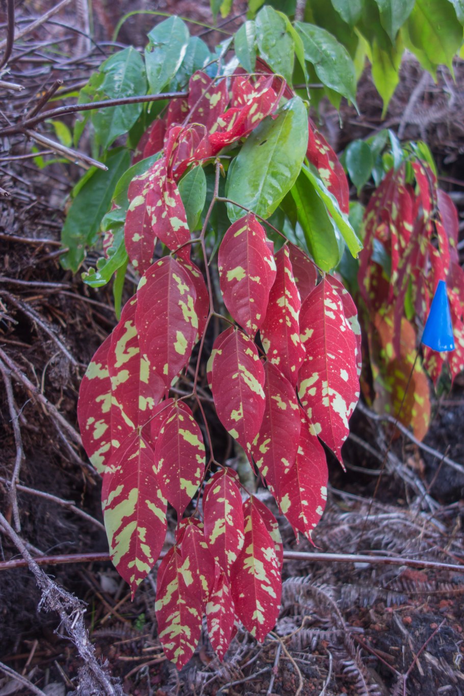 Семена тропических растений