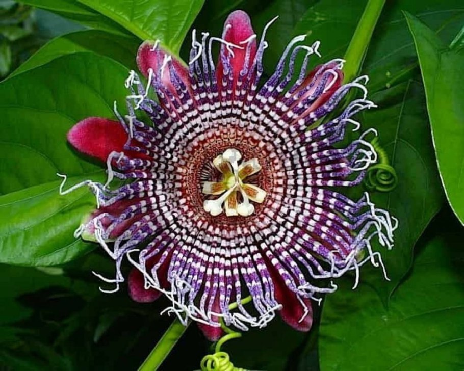 Пассифлора гигантская гранадилла
