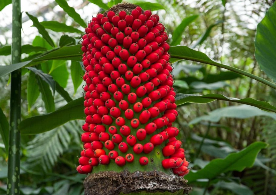 Семена тропических растений фото