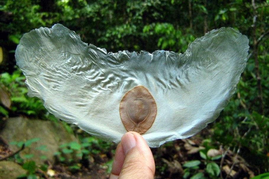 Alsomitra macrocarpa