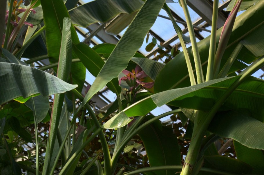 Тропическое растение с узкими листьями