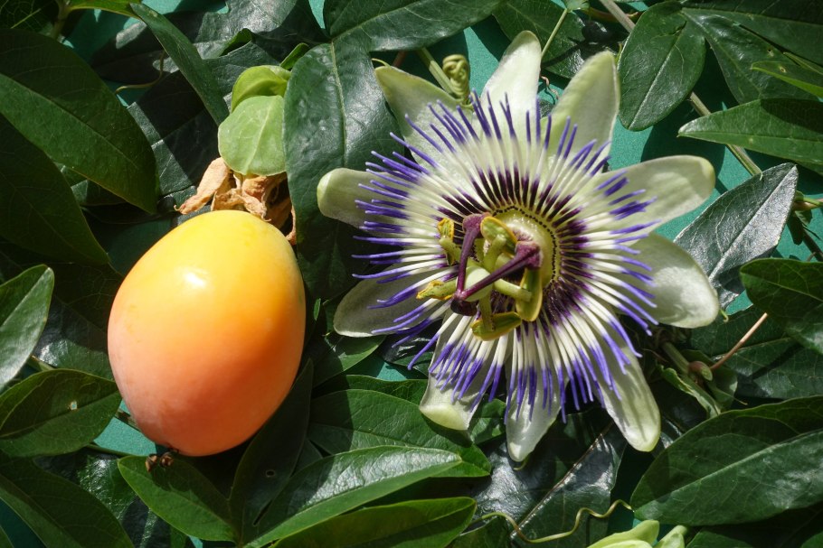 Пассифлора голубая (Passiflora caerulea)