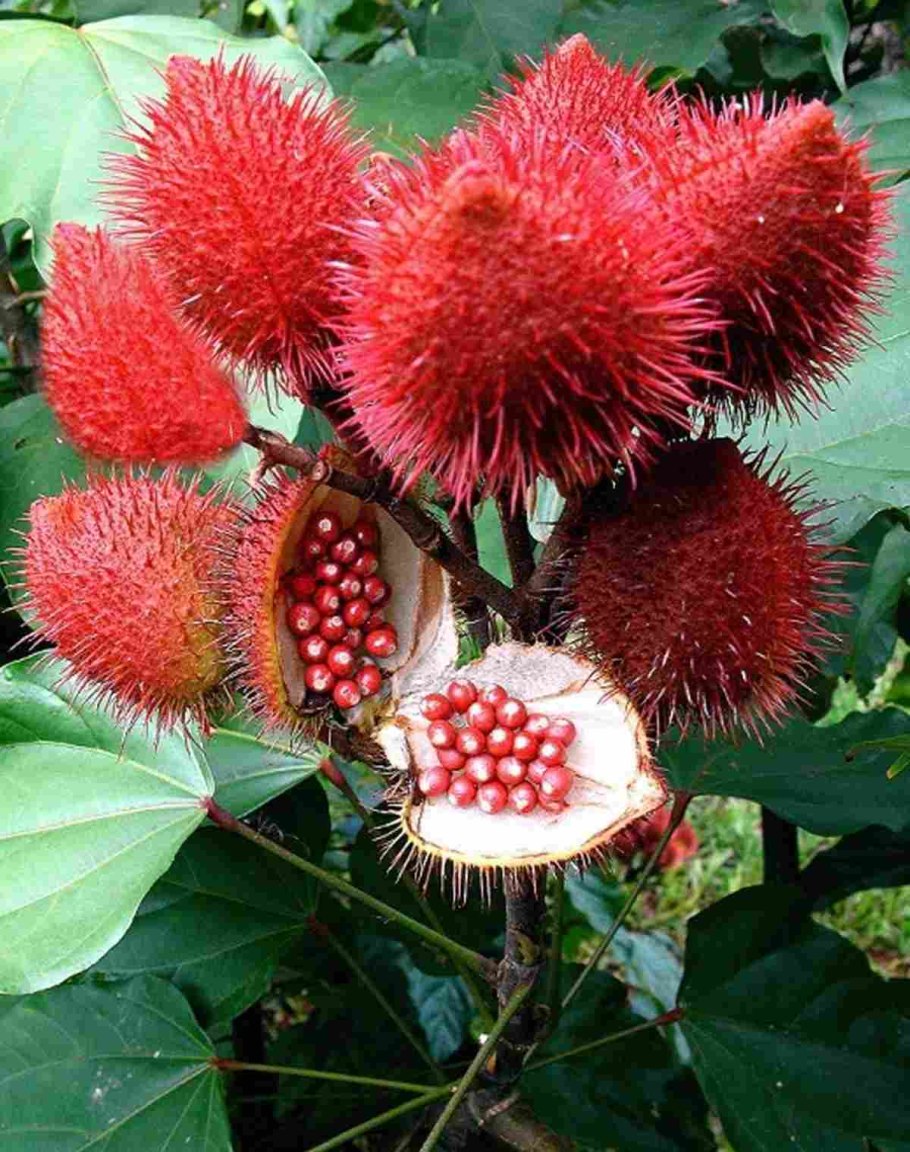 Аннато помадное дерево