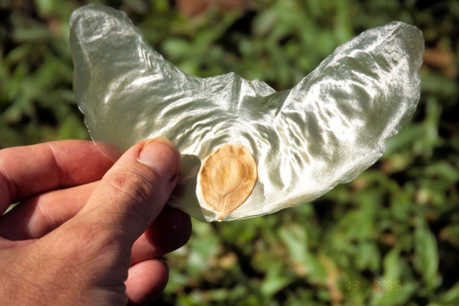 Alsomitra macrocarpa