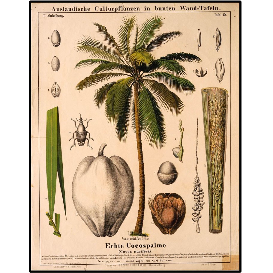 Семена кокосовой пальмы