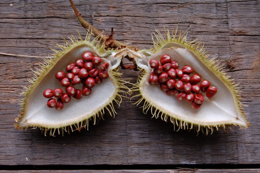 Аннато (Bixa Orellana)