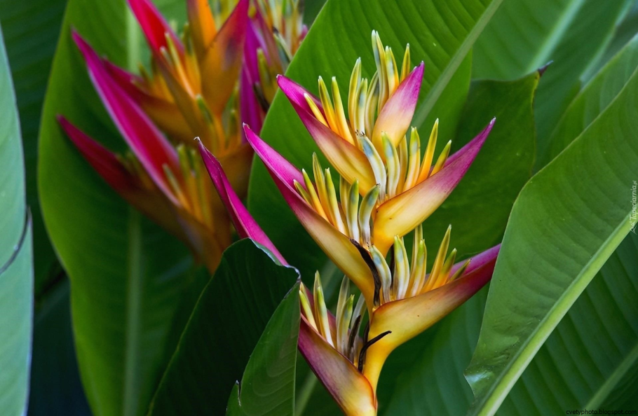 Стрелиция Райская птица