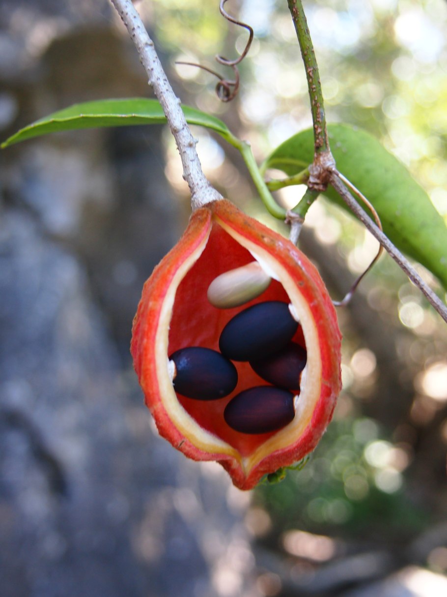 Стеркулия семена