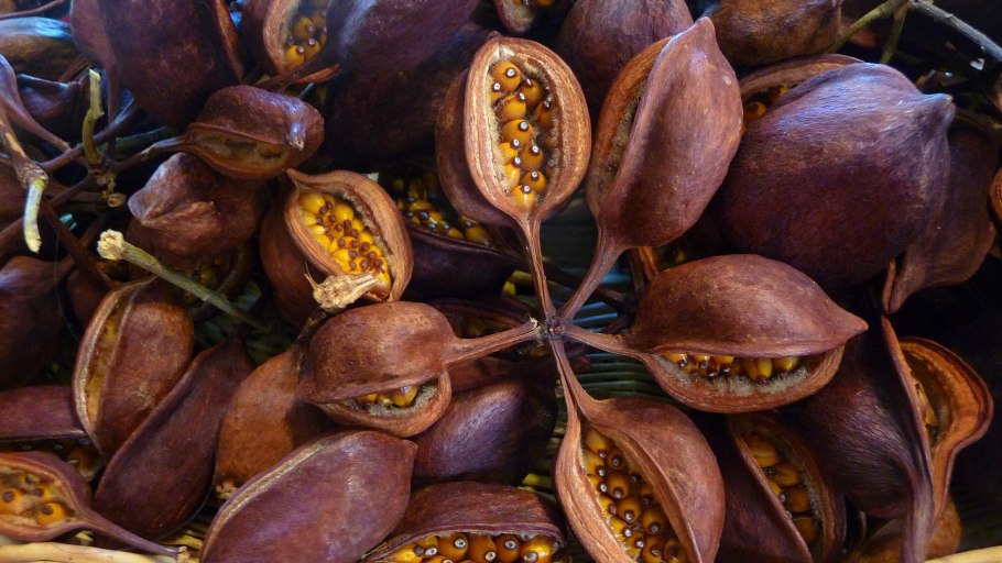 Брахихитон семена