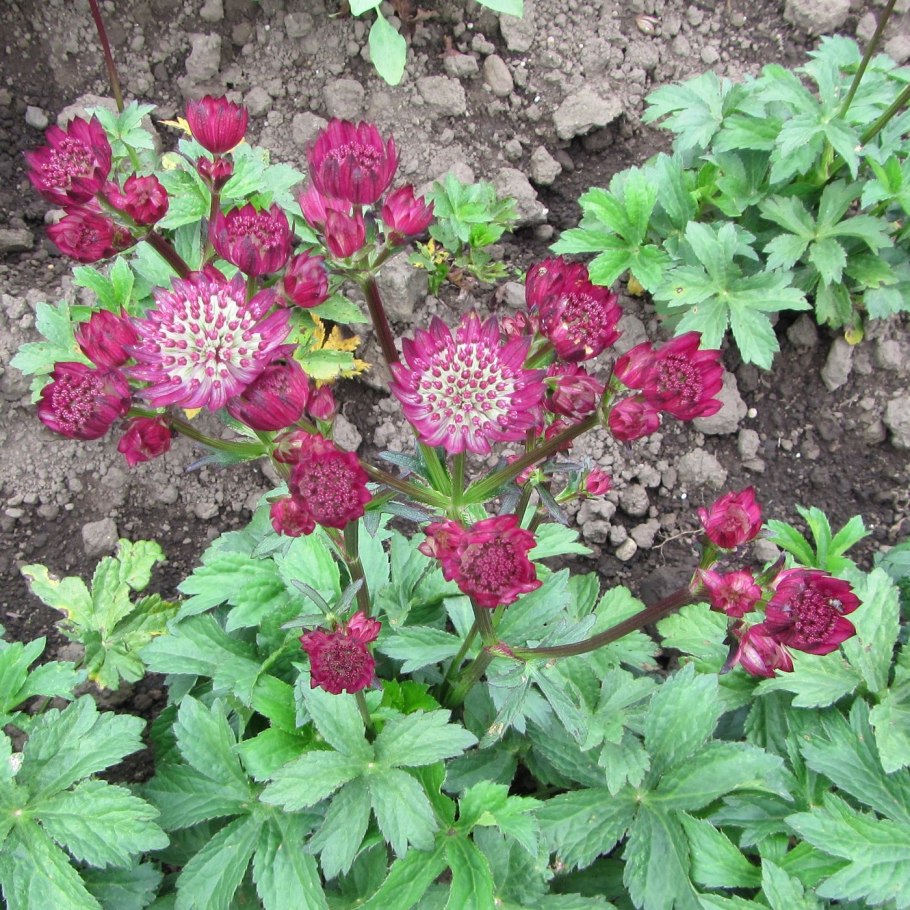 Astrantia Major