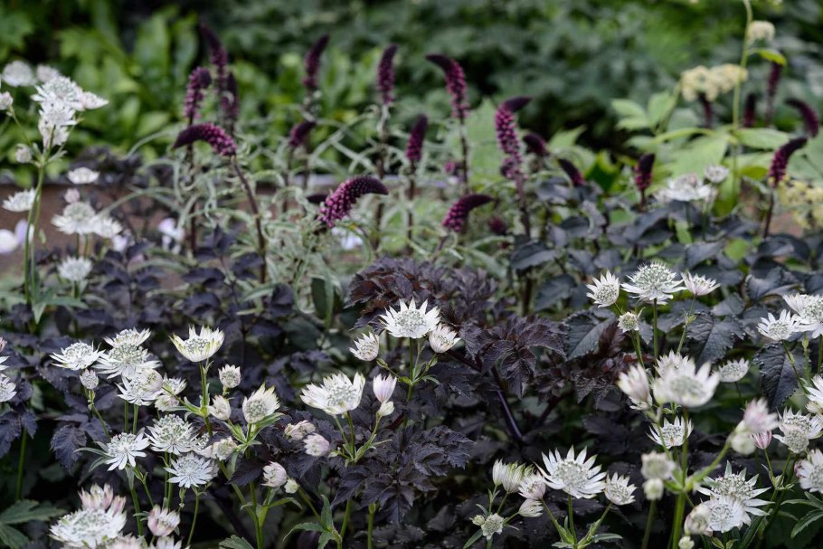 Астранция крупная (Astrantia Major)