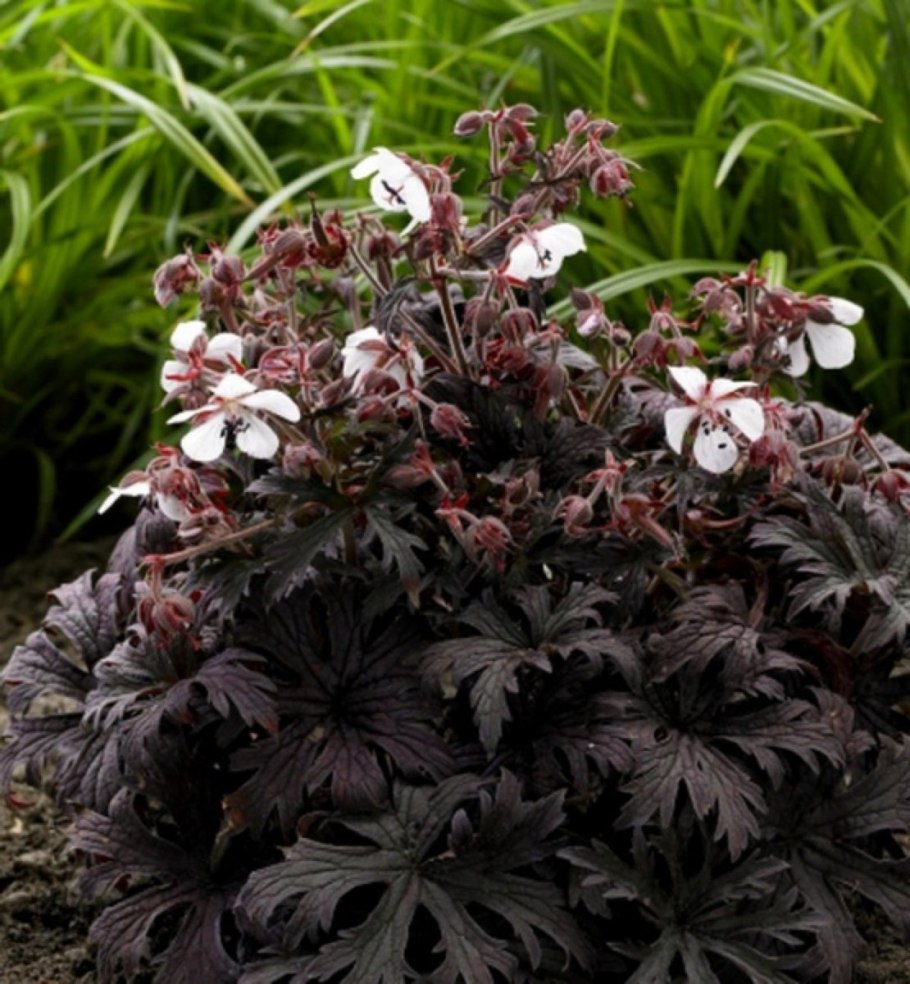 Астранция Биберштейна