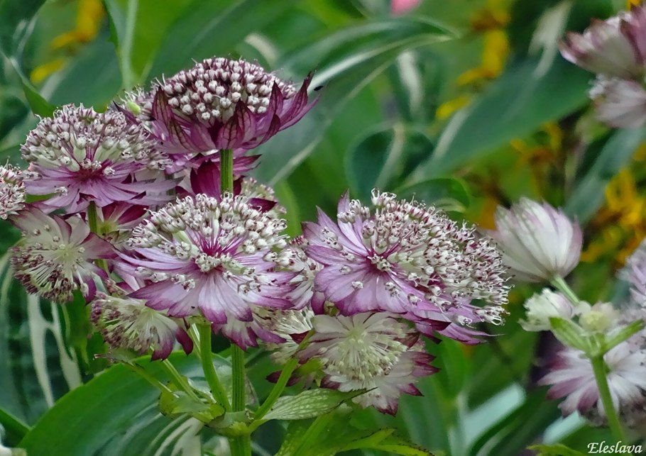 Астранция Сноу Стар