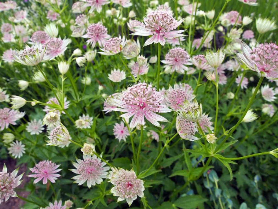 Астранция Astrantia Star of Magic