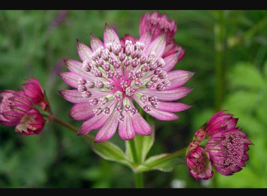 Astrantia Major rosea