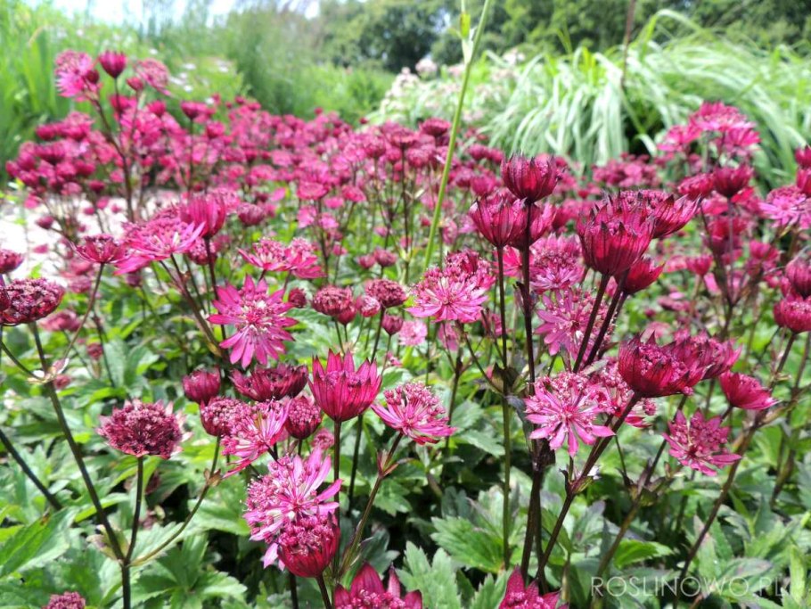 Астранция крупная (Astrantia Major)
