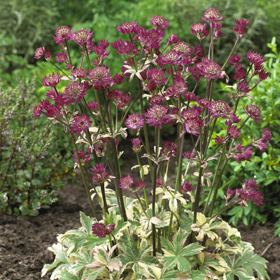 Астранция крупная Мулен Руж