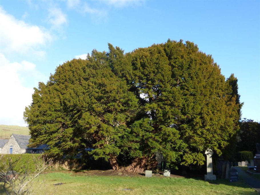 Тис ягодный дерево