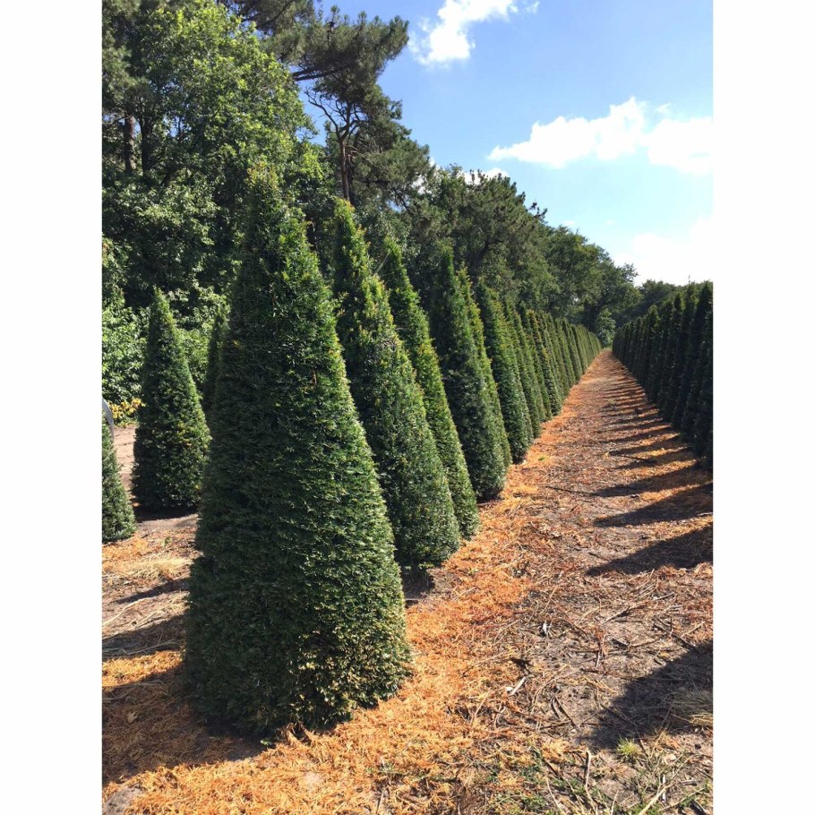 Taxus baccata Версаль