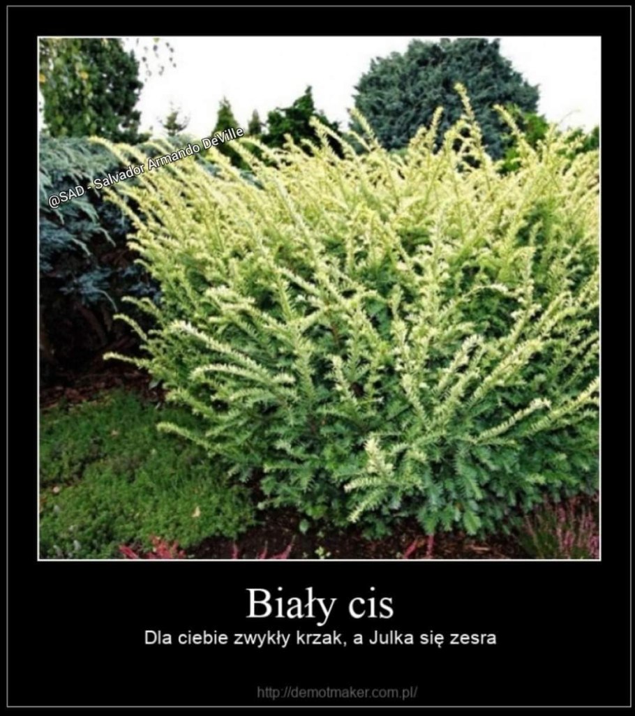 • Тис сорт Элегантиссима