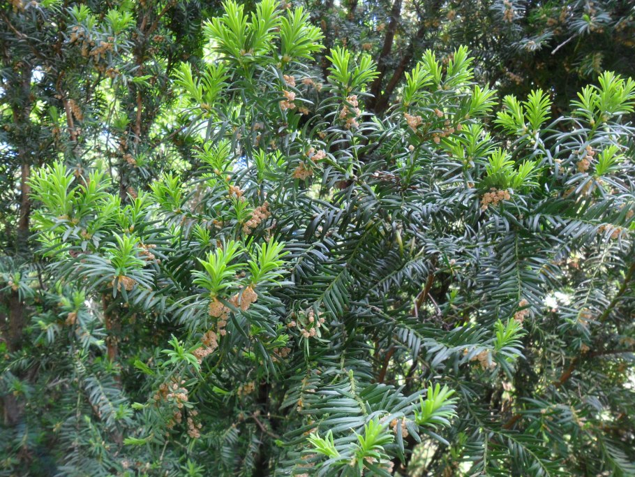 Канадский тис Taxus canadensis